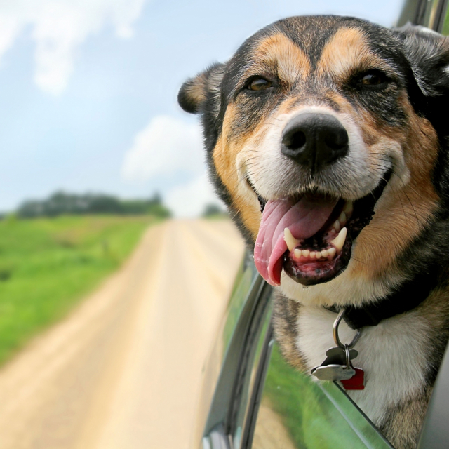 Chien voiture Chien voiture