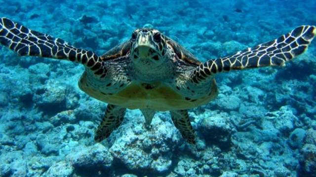 Tortue menacée au Maroc Tortue menacée au Maroc