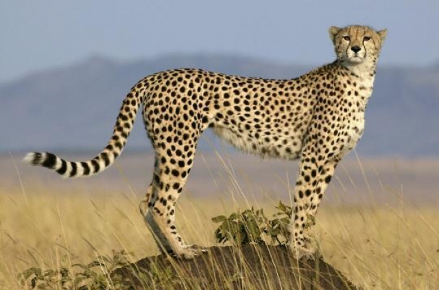guépard maroc guépard maroc