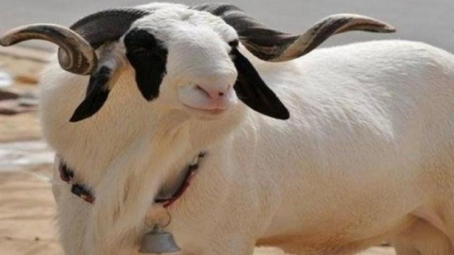 Moutons Ladoum du Sénégal Moutons Ladoum du Sénégal