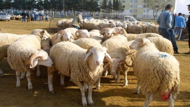 Moutons aid Moutons aid