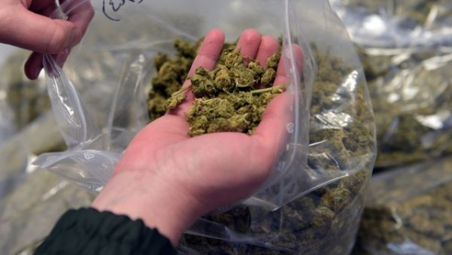Cannabis Cannabis