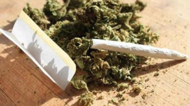 Cannabis Cannabis