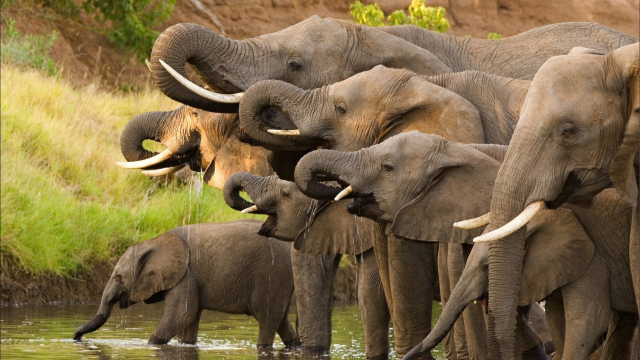 Presque 100 éléphants massacrés au Botswana en aôut
