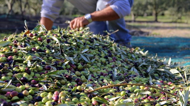 Oleiculture Oleiculture