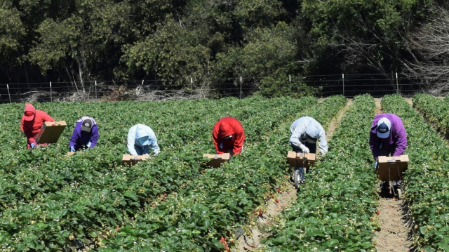 Ceuilleuses de fraises huelva Ceuilleuses de fraises huelva