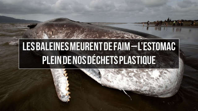 baleine Plastique baleine Plastique
