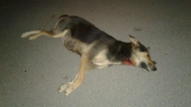 Diapo La Mairie De Tanger Exécute 80 Chiens Errants La