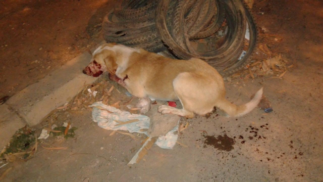 Diapo La Mairie De Tanger Exécute 80 Chiens Errants La