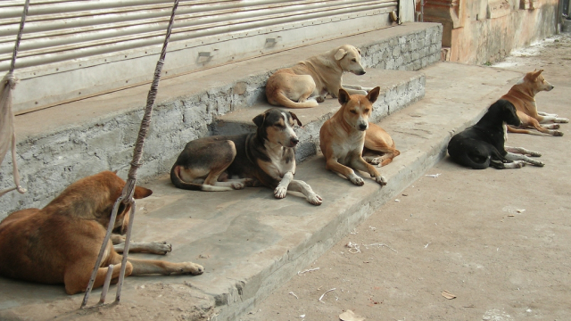 Résultat de recherche d'images pour "chiens errant maroc"