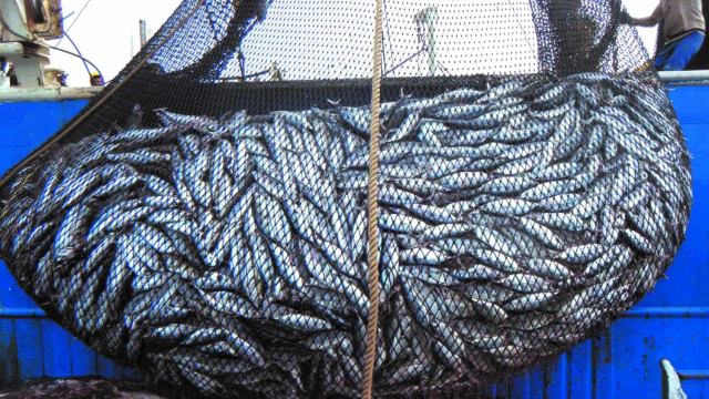 Pêche: Agadir Haliopole Cluster aide les entreprises exportatrices à obtenir  la certification MSC | www.le360.ma