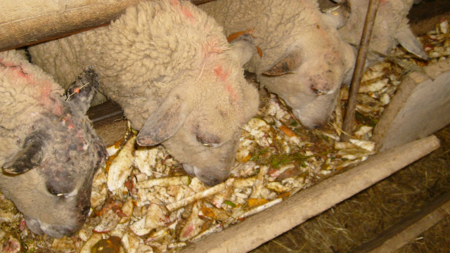 Moutons Moutons