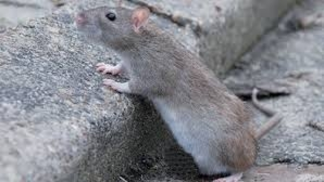 Rats Casablanca Rats Casablanca