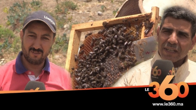 cover: تربية النحل بجبال الأطلس المتوسط