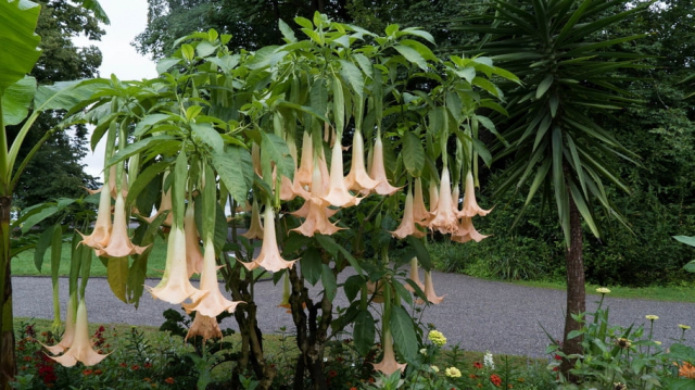 Datura Datura