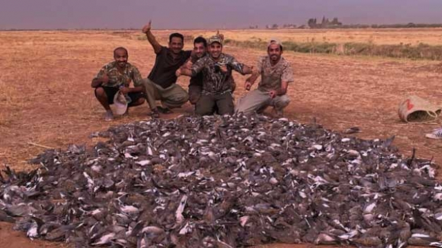 Massacre de tourterelles Marrakech Massacre de tourterelles Marrakech