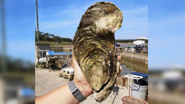 Huitre de 1.4kg Huitre de 1.4kg
