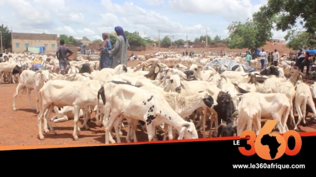 Vidéo. Mali: les moutons plus chers à cause de l’insécurité dans le Centre Vidéo. Mali: les moutons plus chers à cause de l’insécurité dans le Centre