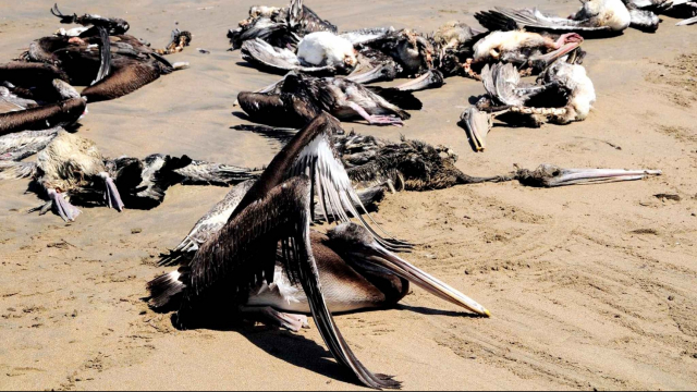 Pélicans morts Pélicans morts