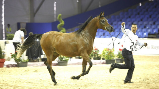 Salon du cheval Salon du cheval