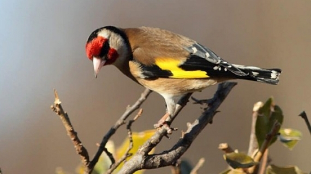 Le Chardonneret Dore Ce Bel Oiseau Hante Par Le Spectre De L Extinction Www Le360 Ma Le Chardonneret Dore Ce Bel Oiseau Hante Par Le Spectre De L Extinction Www Le360 Ma