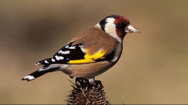 chadonnerets chadonnerets