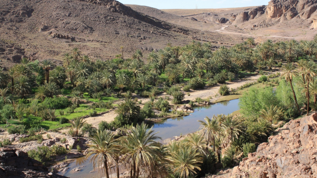 oasis oasis