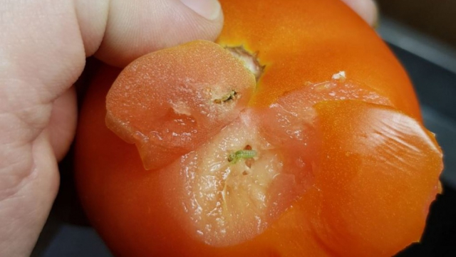 Tomates Tomates