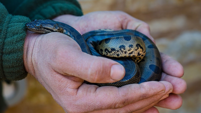 Diapo C Est Le Plus Grand Serpent Du Monde 26 Bebes Anacondas Sont Nes Au Crocoparc D Agadir Www Le360 Ma