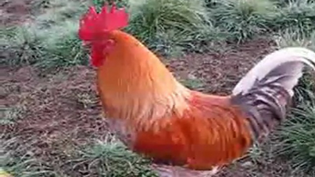 Video Insolite La Police Algerienne Arrete Un Coq Suite A La Plainte D Une Diplomate Italienne Www Le360 Ma