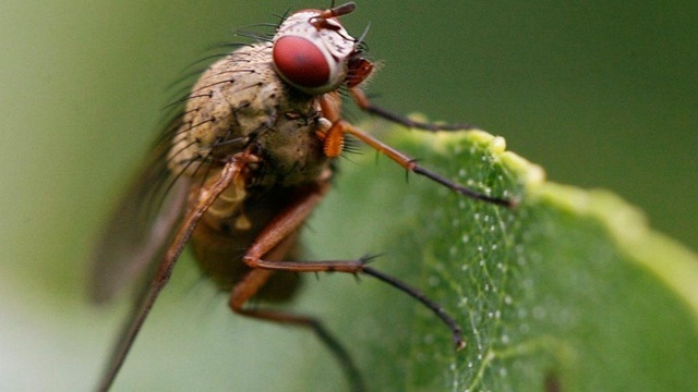 Mouche stérile Mouche stérile