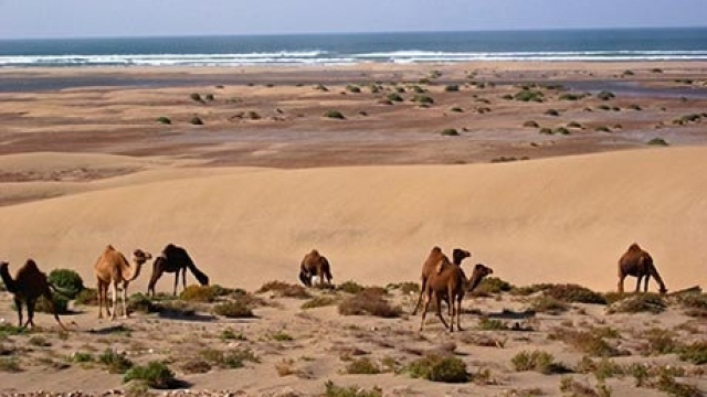 Plage Blanche Guelmim Plage Blanche Guelmim