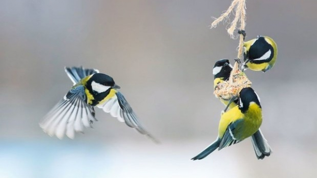 Oiseaux Oiseaux