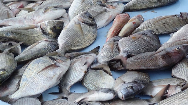 poissons poissons