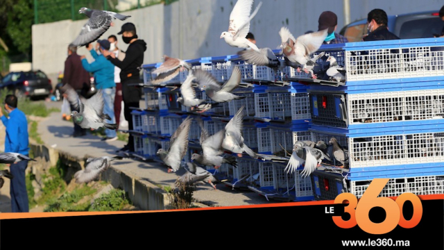 Cover_Vidéo: شباب طنجة يطلقون 500 حمامة أملا في انحسار كورونا Cover_Vidéo: شباب طنجة يطلقون 500 حمامة أملا في انحسار كورونا