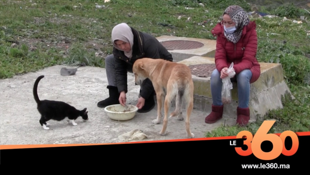 Cover Vidéo - في زمن كورونا.قطط وكلاب طنجة الضالة تجد لها شباب يطعمها Cover Vidéo - في زمن كورونا.قطط وكلاب طنجة الضالة تجد لها شباب يطعمها