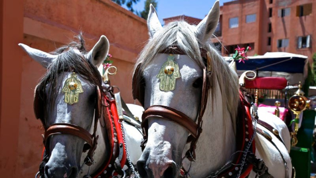 Chevaux à calèches Chevaux à calèches