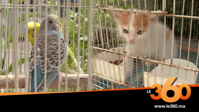 Cover_Vidéo: بائعو الحيوانات الأليفة يكشفون مدى إقبال زبنائهم خلال فترة الطوارئ Cover_Vidéo: بائعو الحيوانات الأليفة يكشفون مدى إقبال زبنائهم خلال فترة الطوارئ