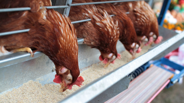 poulets poulets