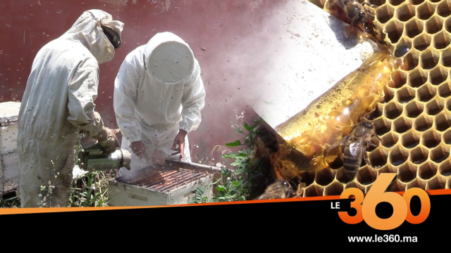 Cover_Vidéo: أجواء تربية النحل بالنواصر بطريقة عصرية