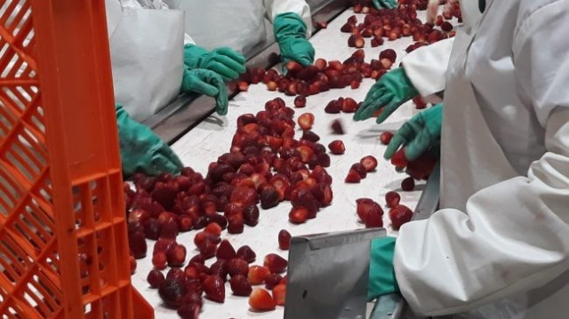 Usine fraise Usine fraise