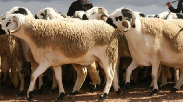 Moutons Aïd Sebta Moutons Aïd Sebta