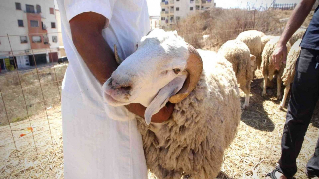 Insolite Au Maroc Le Mouton De L Aid Al Adha S Invite A La Campagne Electorale Www Le360 Ma