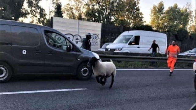 Un mouton s'échappe Un mouton s'échappe