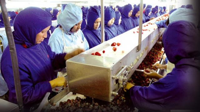 Usine de fraises Usine de fraises