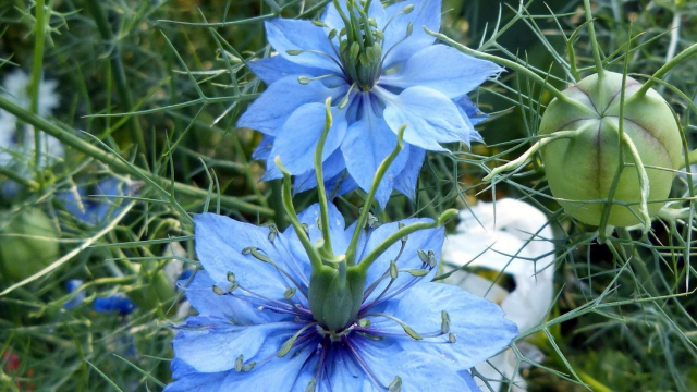 La fleur de Nigelle. La fleur de Nigelle.