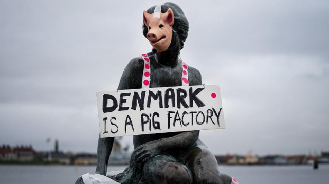 Denmark is a pig factory Denmark is a pig factory
