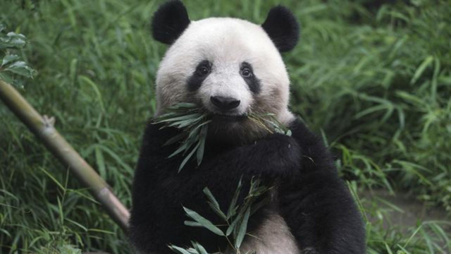 Video Etats Unis Naissance D Un Bebe Panda Geant Au Zoo De Washington Www Le360 Ma