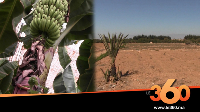Cover_Vidéo: قطع الماء على معقل الحوامض بسوس يعصف بالقطاع الفلاحي Cover_Vidéo: قطع الماء على معقل الحوامض بسوس يعصف بالقطاع الفلاحي
