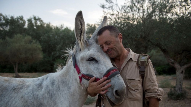 Thérapie avec des ânes Thérapie avec des ânes